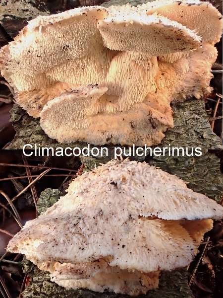 Climacodon pulcherimus-amf1481.jpg - Climacodon pulcherrimus ; Syn1: Hydnum pulcherrimum ; Syn2: Dryodon pulcherrimus ; Nom français: Hydne magnifique